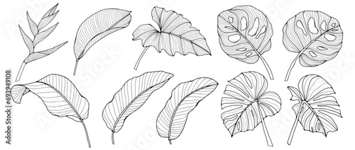 Black outline of various tropical branches and leaves on a white background. Tropical plants, monstera leaves, banana leaves. © Лилия Агапова