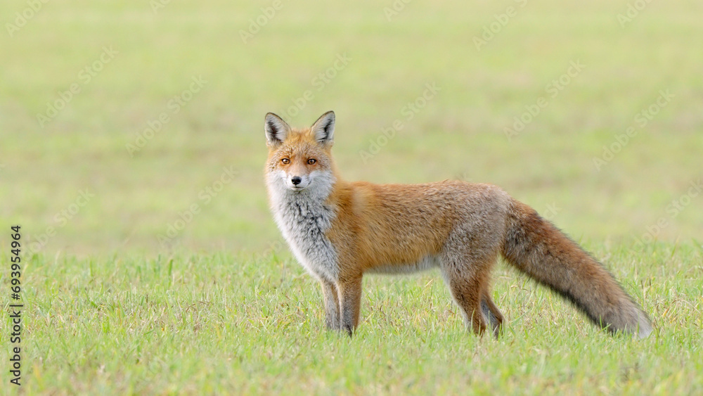 Red fox wild animal Vulpes vulpes