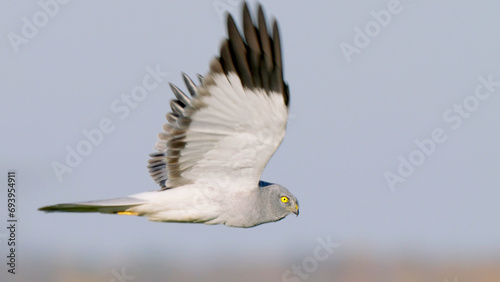 Hen harrier bird of prey in flight Circus cyaneus