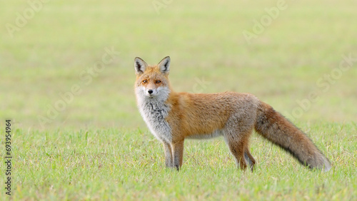 Red fox wild animal Vulpes vulpes © YaD