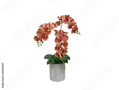 The white background in the picture is a yellow orchid planted in a white pot with green cotyledons and small green unopened flowers at the end of the flower.