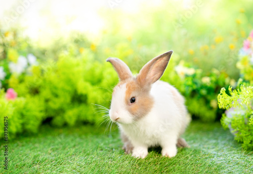 young white brown rabbit sitting in nature,studio shot, adorable fluffy bunny, concept of rabbit easter