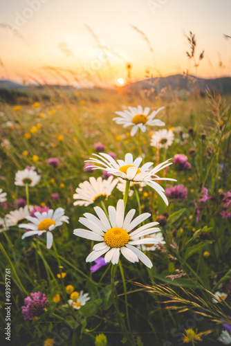Blossoming meadow flowers in a pristine field in Beskydy mountains, Czech Republic. Sunset with daisies at golden hour