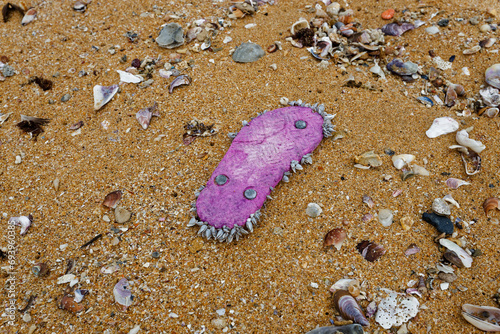 Pink sandal that is encrusted with seashells on the beaches of Witsand, Western Cape, South Africa. photo