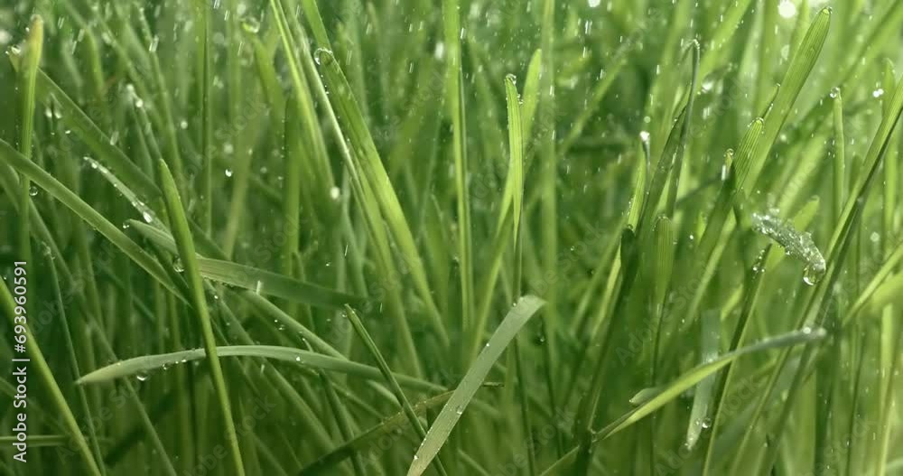 Green grass close-up raindrops slowly falling on the grass. Green grass close-up raindrops slowly falling on the grass.