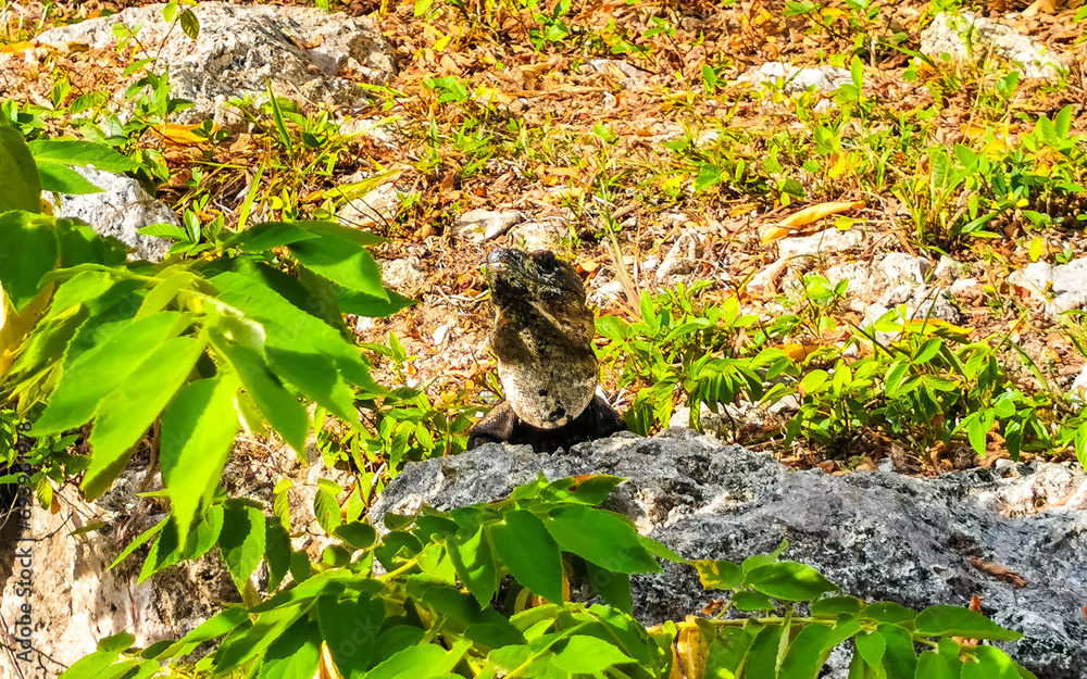 Mexican iguana lies on ground floor grass in Mexico. Mexican iguana lies on ground floor grass in Mexico.