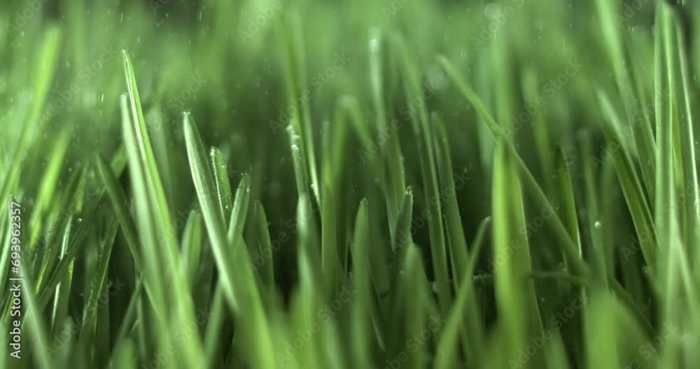 Green grass close-up raindrops slowly falling on the grass. Green grass close-up raindrops slowly falling on the grass.