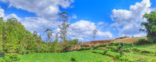 View of green plants on the mountain