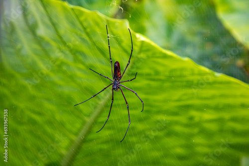 Nephila pilipes (silk spider) in its web in front of a green leaf