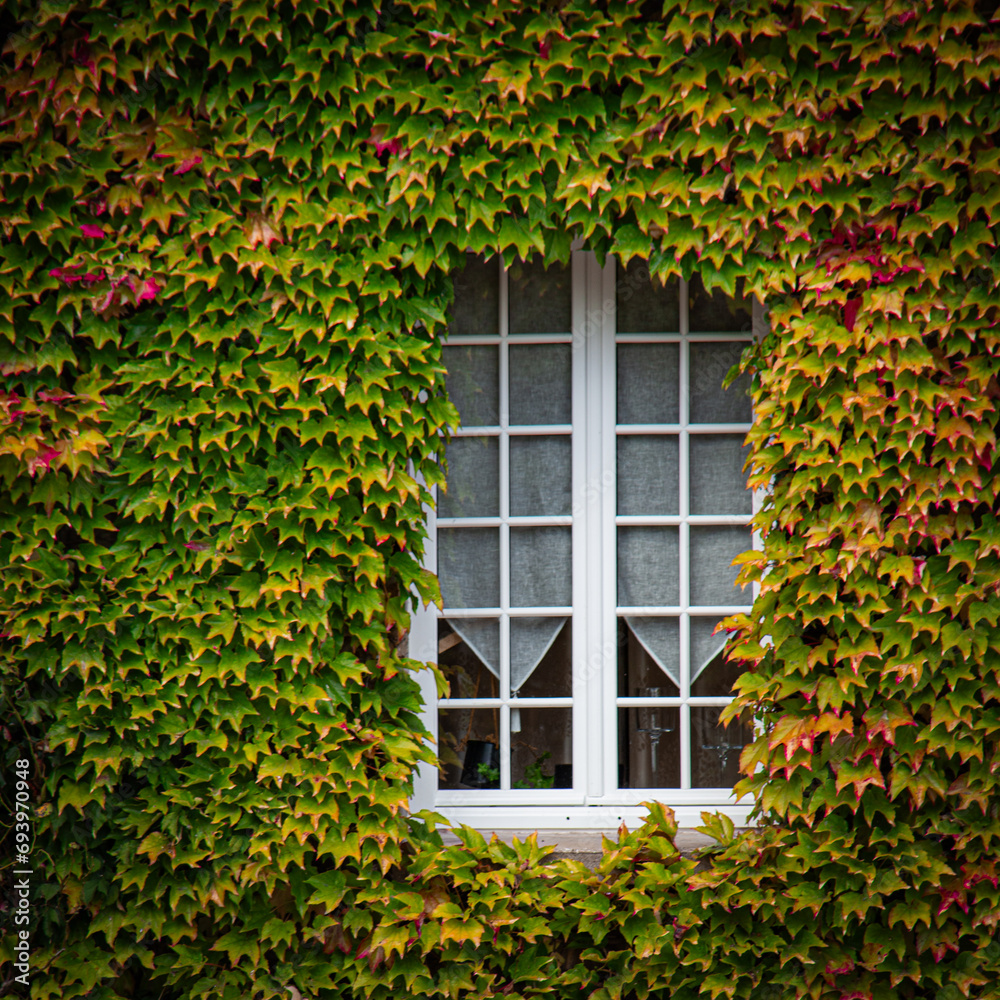 Bay window of white house surrounded by green vine in summer Bay window of white house surrounded by green vine in summer