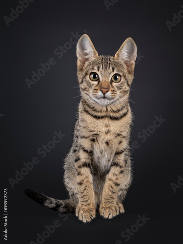 Black tabby spotted cat kitten, sitting up facing front. Looking towards camera. Isolated on a black background.