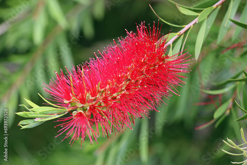 Red bottlebrush plant flowers in close up