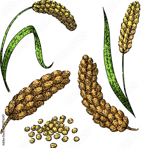 millet set hand drawn. healthy seed, wheat vector, corn barley millet vector sketch. isolated color illustration