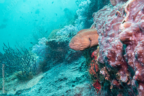 Giant Morey Eel, Musandam, Oman photo