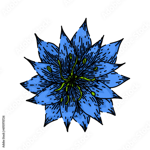 flower nigella sativa hand drawn. spice black, cumin medicine, petal caraway flower nigella sativa vector sketch. isolated color illustration