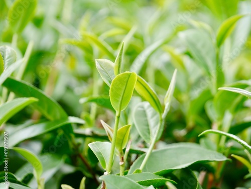 Top of Green tea leaf in the morning  tea plantation. Green tea bud and leaves  Green tea fresh leaves  Tea plantations  green tea plantation on the mountain