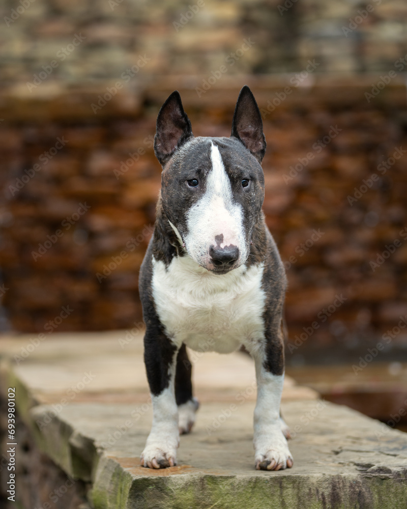 Miniature bull terrier posing on a wall Miniature bull terrier posing on a wall