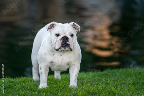 White bulldog puppy on the grass by the water