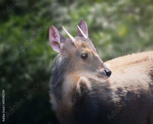 Male Gray Brocket (Mazama gouazoubira) - South American Deer