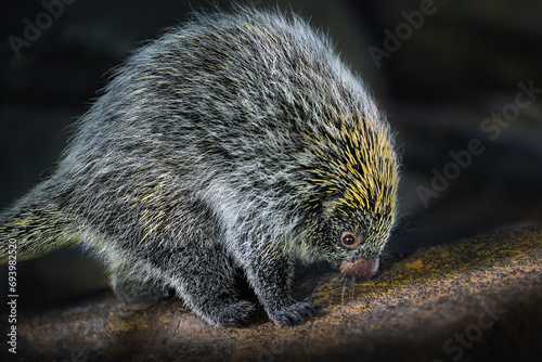 Brazilian Porcupine (Coendou prehensilis) - South american rodent photo