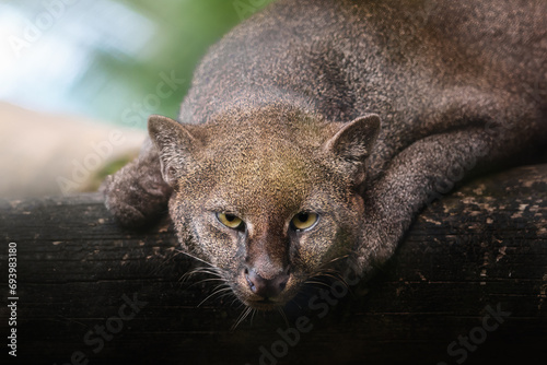 Photography Jaguarundi (Herpailurus yagouaroundi) - Central and South American slender wild