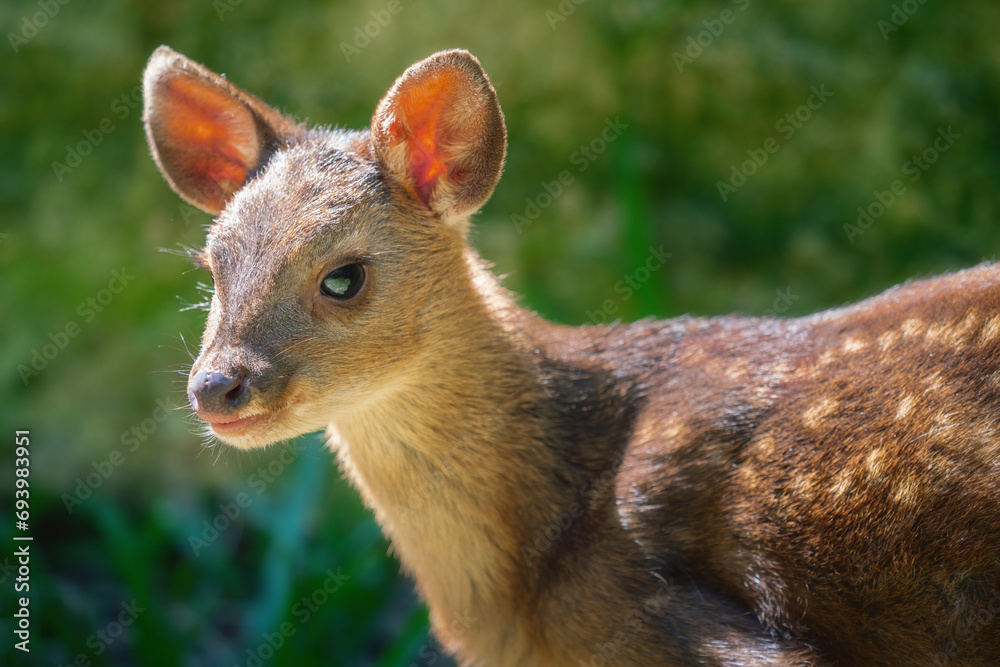Baby Gray Brocket (Mazama gouazoubira) - South American Deer