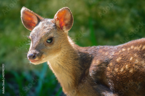 Obraz na płótnie Baby Gray Brocket (Mazama gouazoubira) - South American Deer w salonie