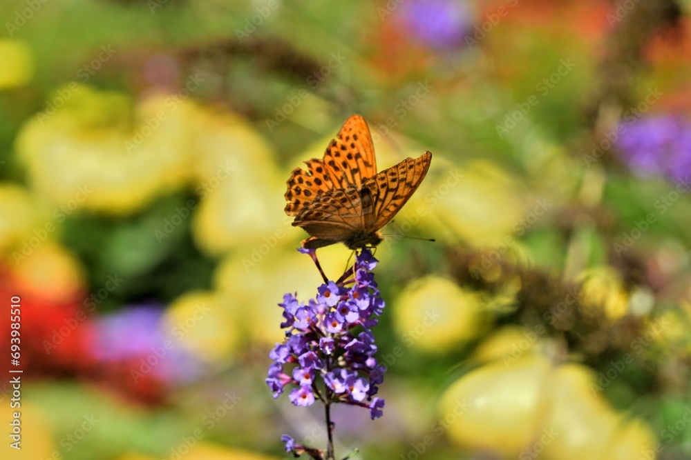 The comma polygonia butterfly fly in meadow full of colorful flowers