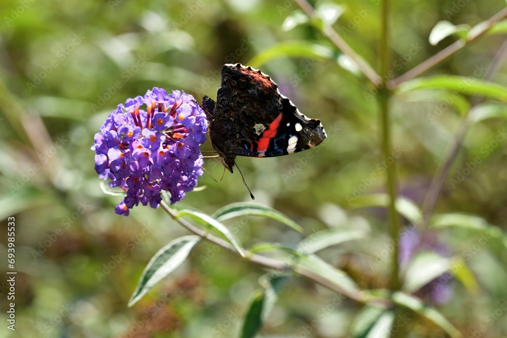 European peacock butterfly fly in a meadow full of colorful flowers