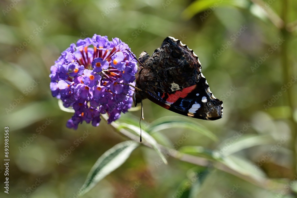 European peacock butterfly fly in a meadow full of colorful flowers