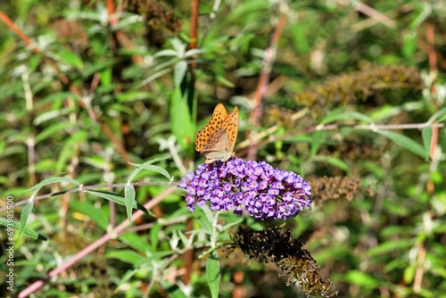 The comma polygonia butterfly fly in meadow full of colorful flowers