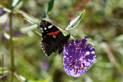 Obraz na płótnie European peacock butterfly fly in a meadow full of colorful flowers w salonie