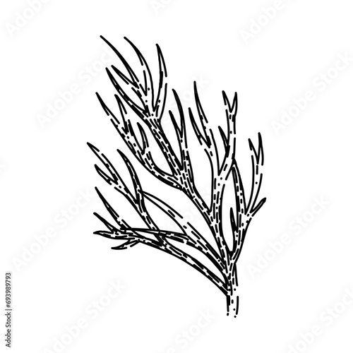 green dill hand drawn. leaf food, plant herb, ingredient fresh green dill vector sketch. isolated black illustration