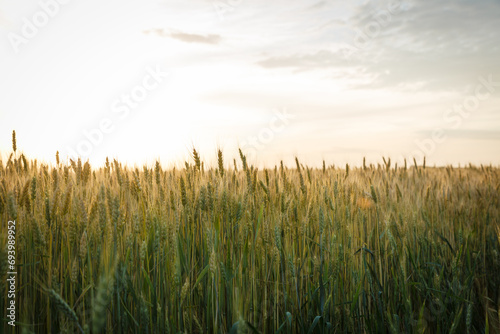 Golden wheat field on a summer day with beautiful sky  landscape with wheat field