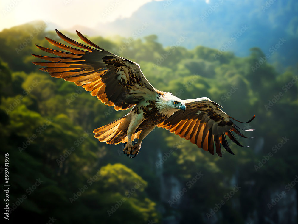 Obraz premium Philippinischer Adler in der Luft