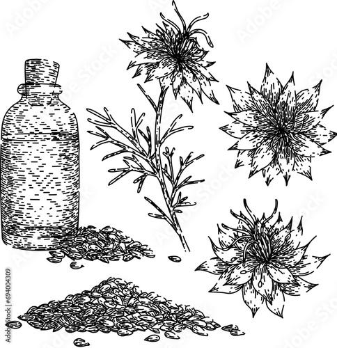 nigella sativa set hand drawn. spice black, cumin medicine, petal caraway nigella sativa vector sketch. isolated black illustration photo
