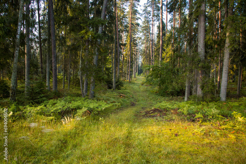 A beautiful natural forest in the Knyszyńska Forest © szczepank