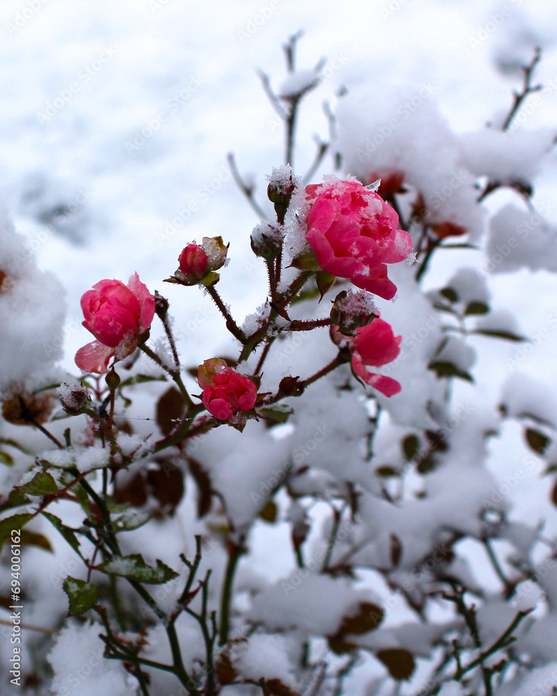 Frozen roses. Rose bushes in the snow. Red roses and white snow. Severe cold snap and plants. Frozen roses. Rose bushes in the snow. Red roses and white snow. Severe cold snap and plants.