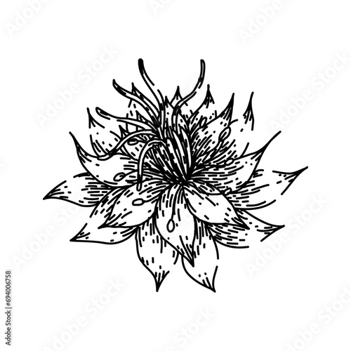 cumin nigella sativa hand drawn. medicine petal, caraway oil, plant asian cumin nigella sativa vector sketch. isolated black illustration photo
