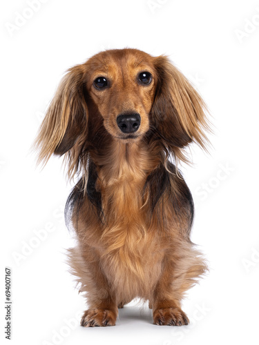 Obraz na plátně Cute smooth longhaired Dachshund dog aka teckel, standing up facing front
