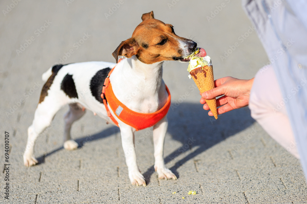 A dog of the Jack Russell Terrier breed eats ice cream. Animal portrait with selective focus and copy space