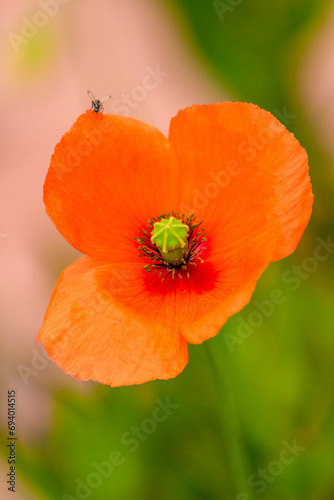 Papaver dubium in Soft Focus  Delicate Beauty of a Blurred Background.