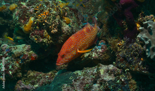 colourful coral grouper swimming in the vibrant coral reefs of watamu marine park, kenya