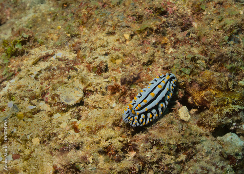 vibrant varicose wart slug in the coral reefs of Watamu Marine Park, Kenya
