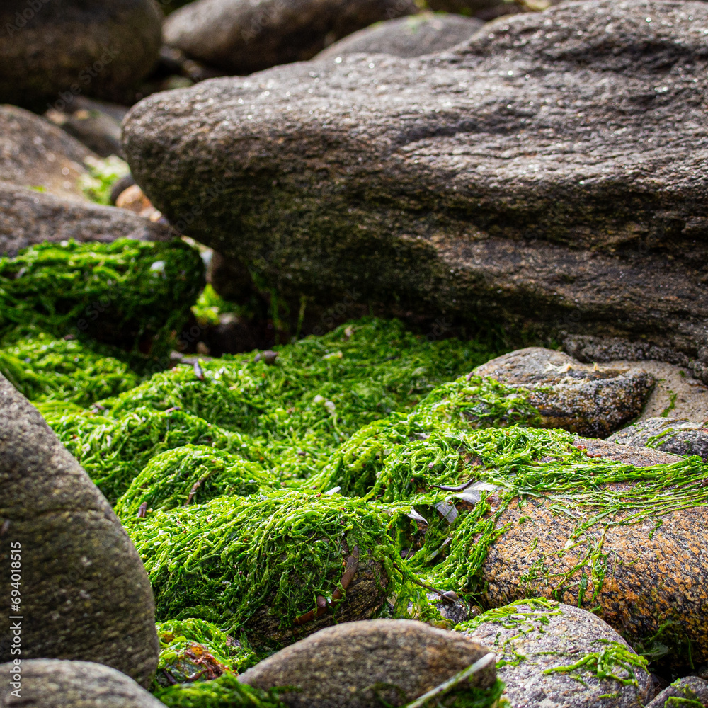 Seaweed on sea coast on pebble beach in twilight at dusk with the sun facing the setting sun and the sky orange red gold golden Seaweed on sea coast on pebble beach in twilight at dusk with the sun facing the setting sun and the sky orange red gold golden