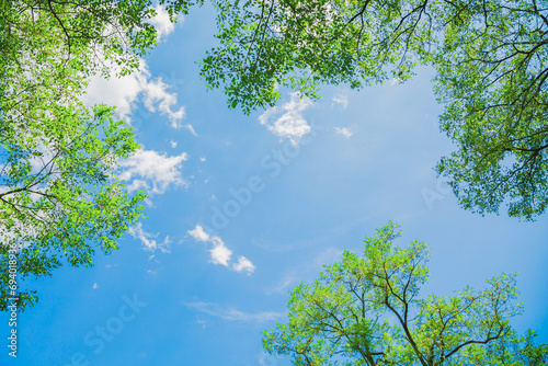 新緑の緑と青空
