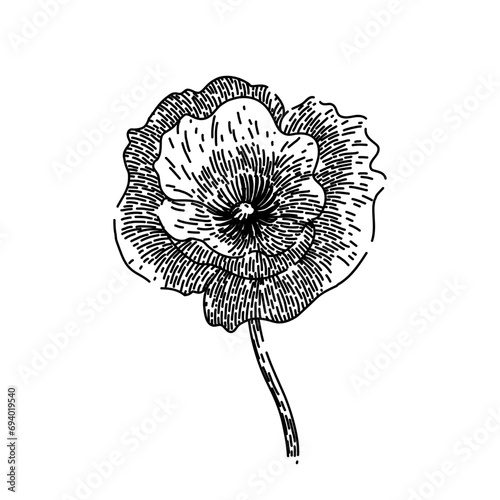 remembrance poppy hand drawn. day illustration, floral summer, memorial meadow remembrance poppy vector sketch. isolated black illustration