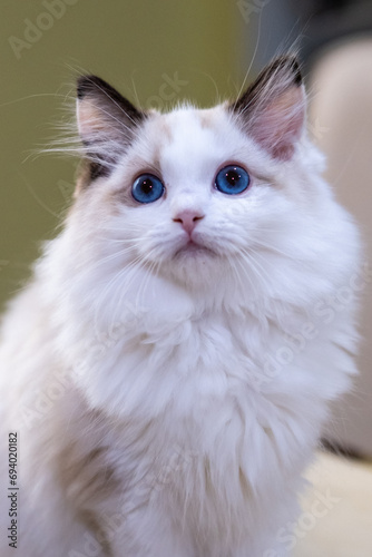 Cute, small Ragdoll cat. 3 months old