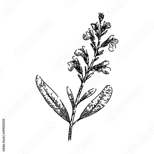 sage sage hand drawn. leaf green, herbal garden, healthy organic sage sage vector sketch. isolated black illustration photo