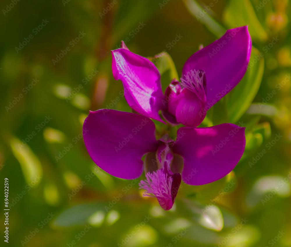 Polygala myrtifolia, Evergreen Shrub with Purple Flowers